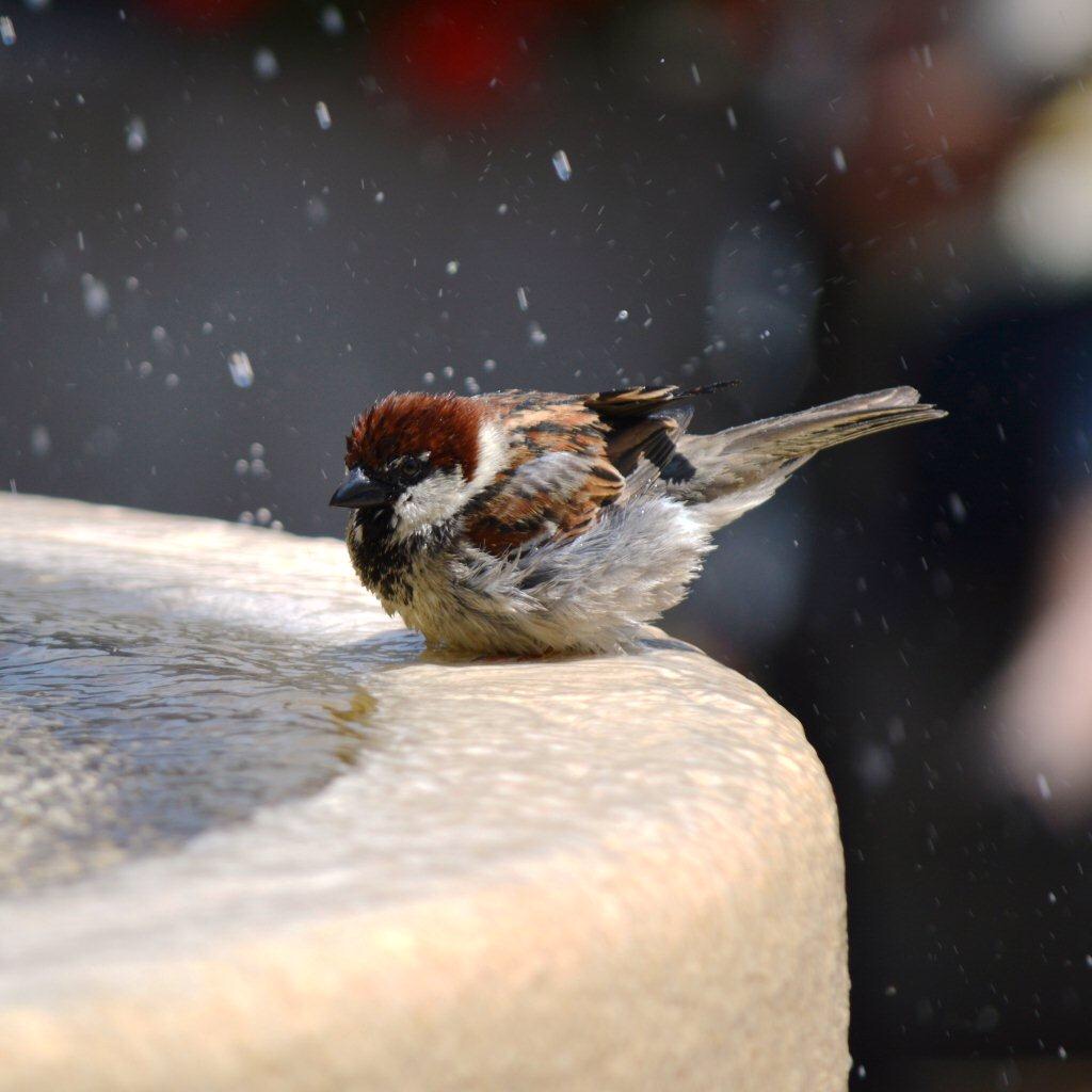 Bird washing 2