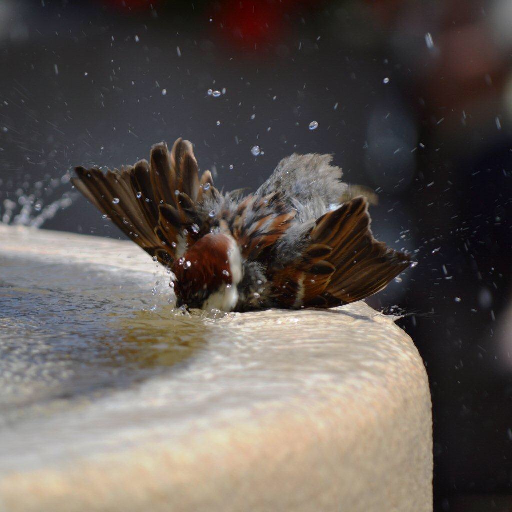 Bird washing