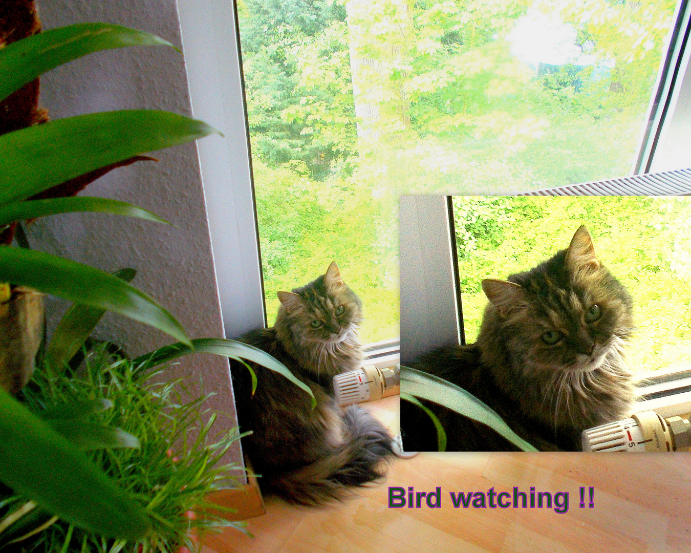 Bird watching