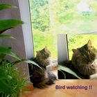 Bird watching