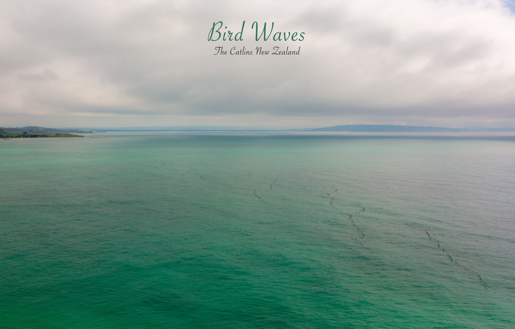 Bird Waves