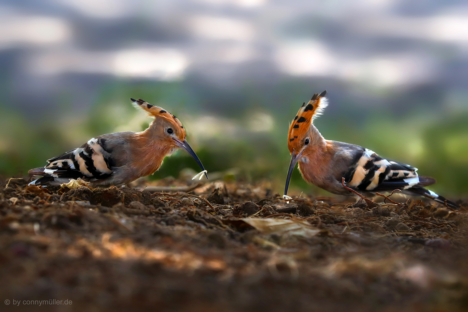 Bird Wedding