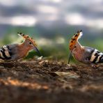 Bird Wedding