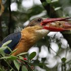 Bird with prey