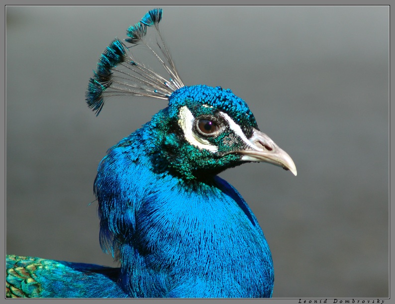 Bird with stong character