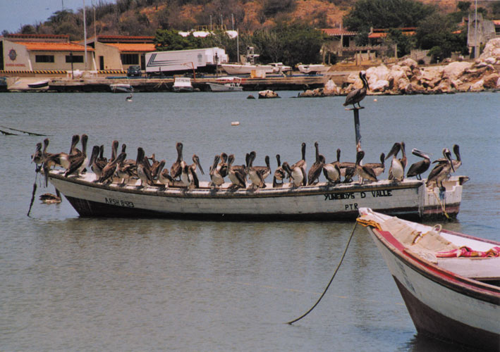 bird_boat