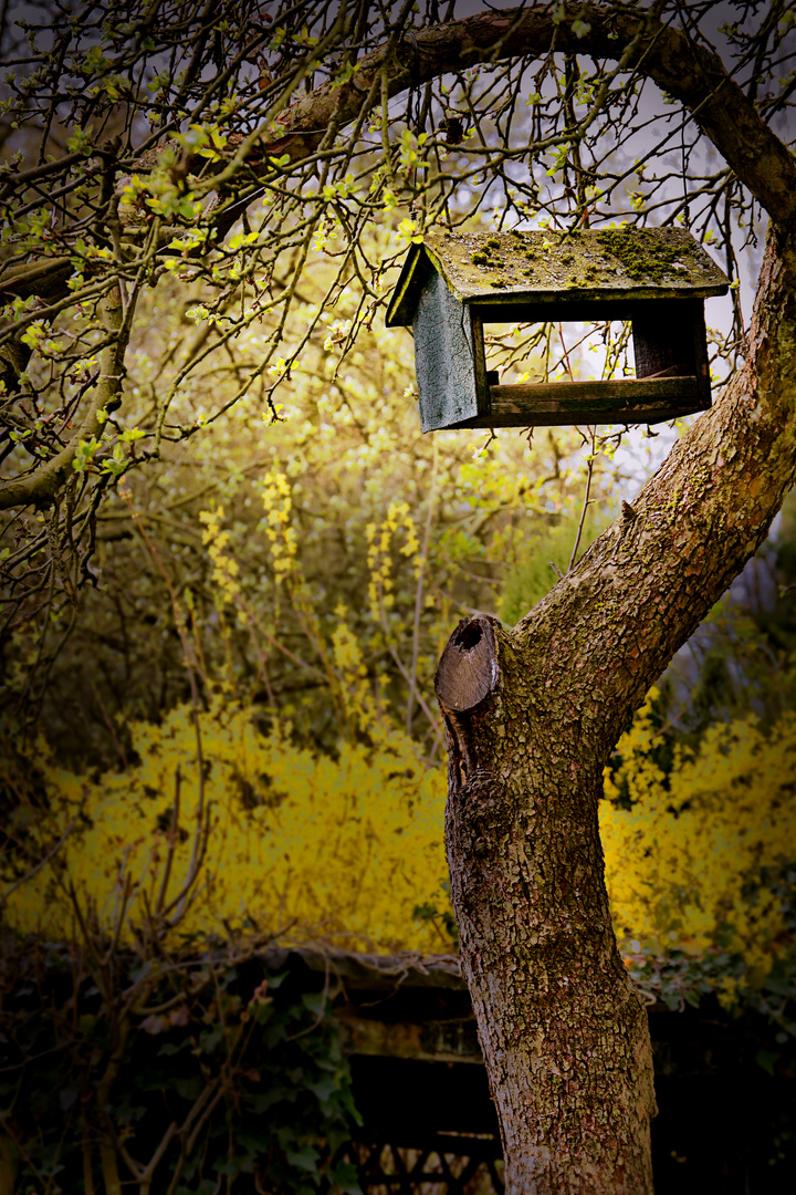 Birdhouse on tree