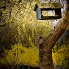 Birdhouse on tree