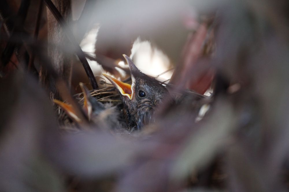 Birdie Babies