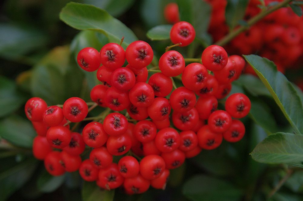 BIRDIE BERRIES