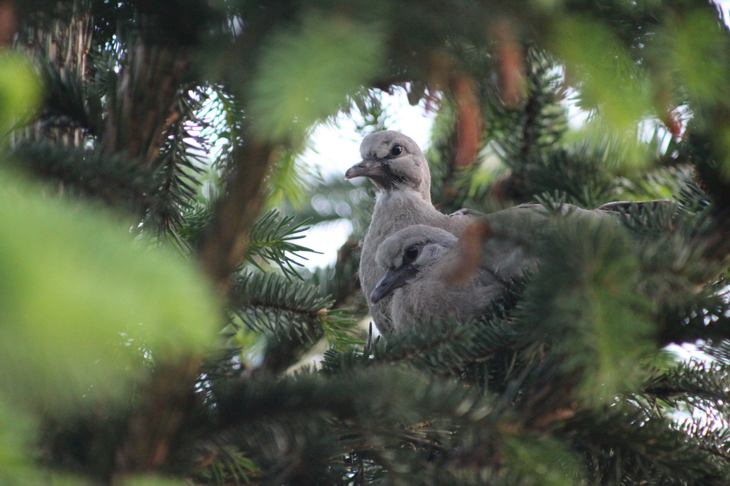 Birding