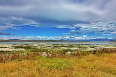 Birdlife in Calafate