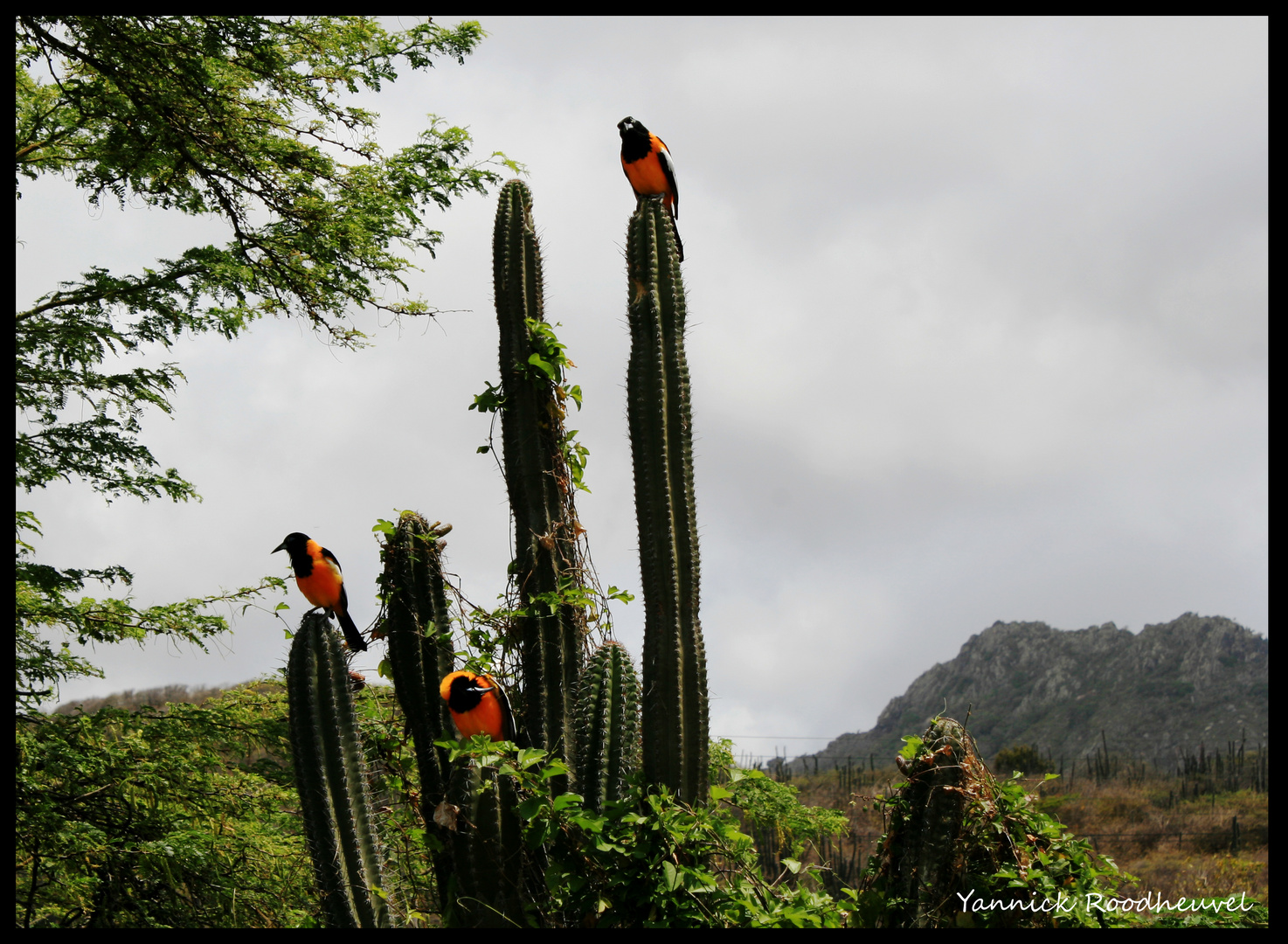 Birds