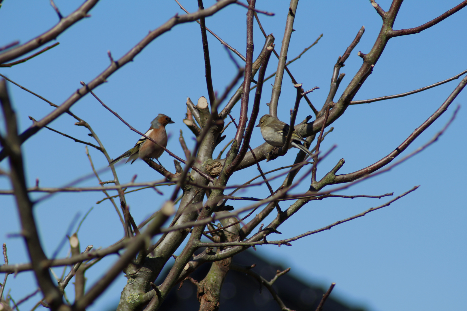 Birds