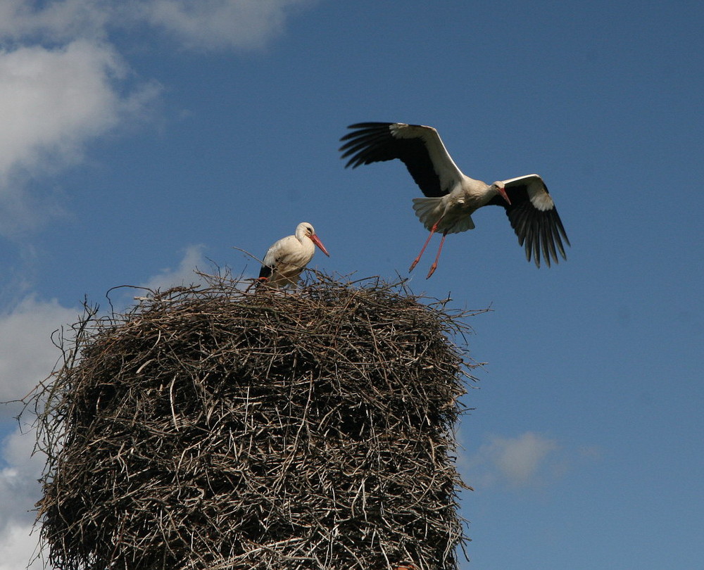 birds