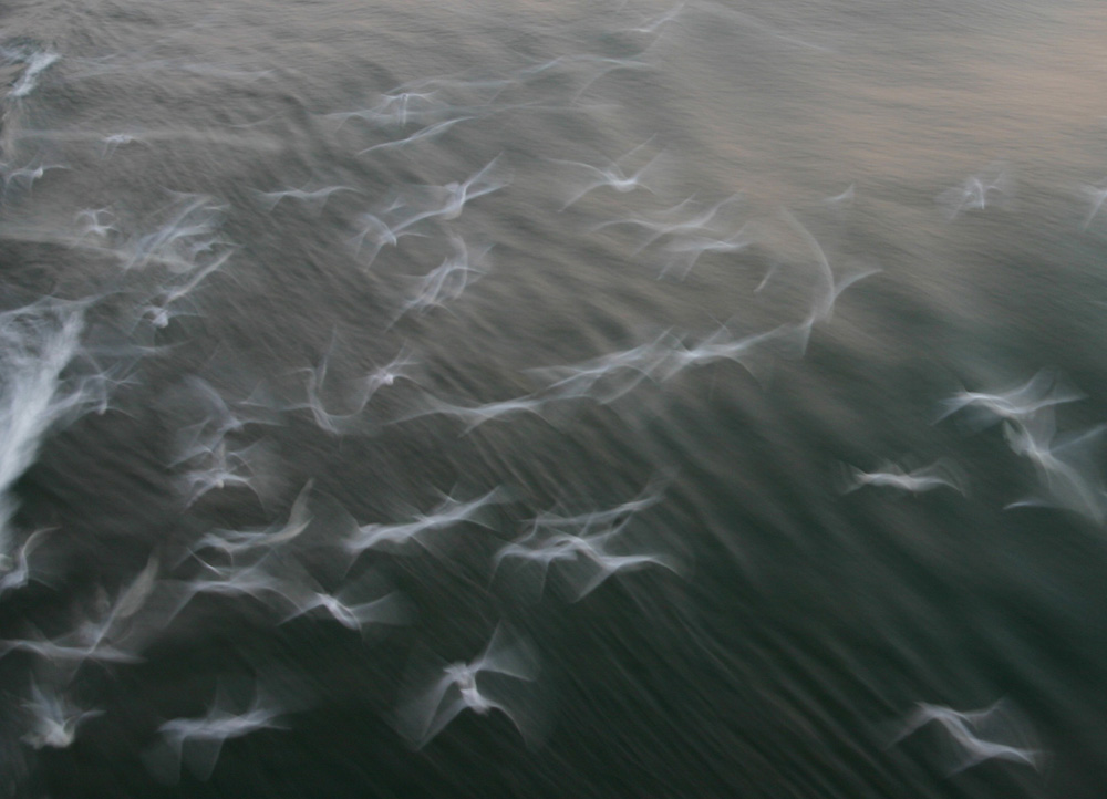 Birds above the Nile