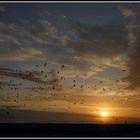 birds across the sky ...