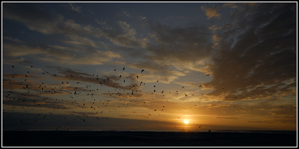 birds across the sky ...