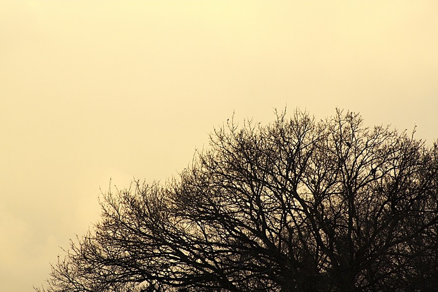 Birds and a Tree