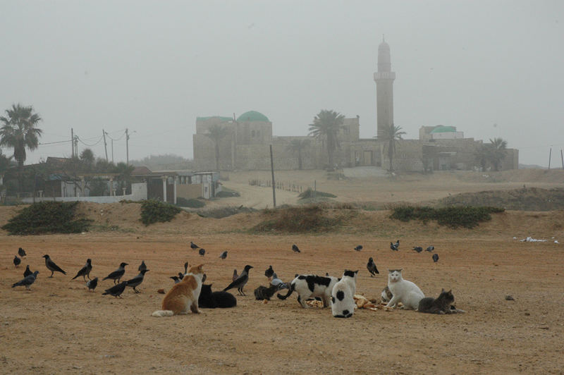 Birds and cats come to feed together in front of the mosque