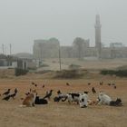 Birds and cats come to feed together in front of the mosque