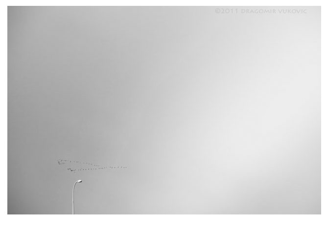 Birds And Light