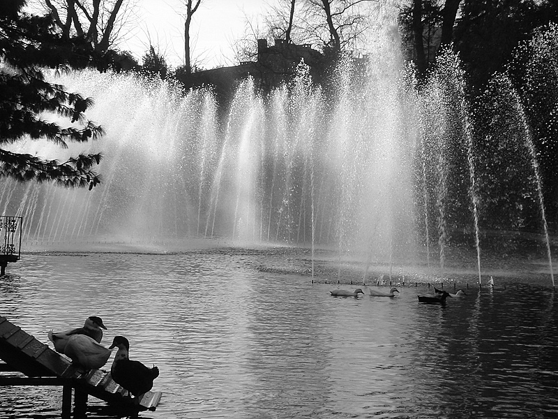 Birds and The Pool