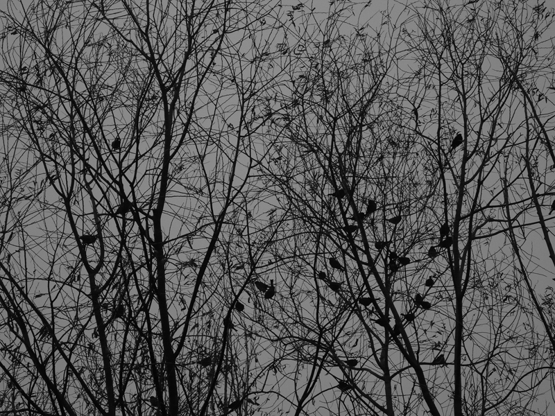 Birds and trees