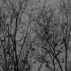 Birds and trees