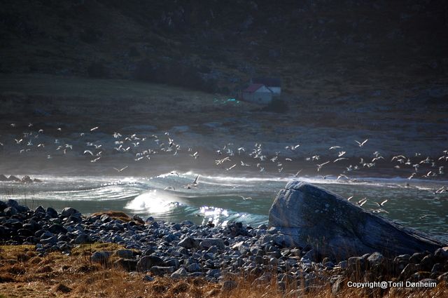 Birds and waves.