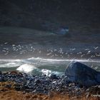 Birds and waves.