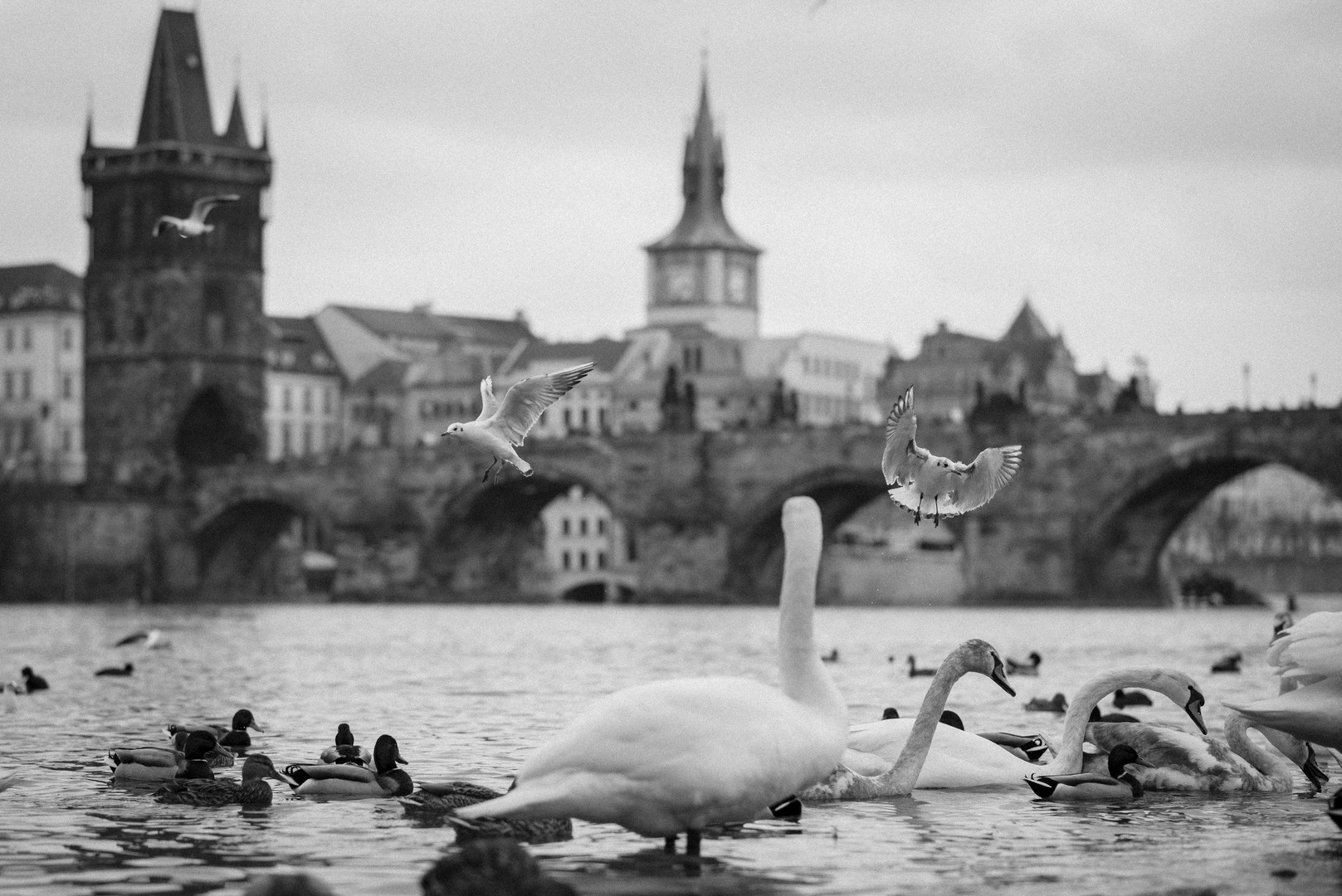 Birds around the Charles Bridge