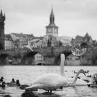 Birds around the Charles Bridge