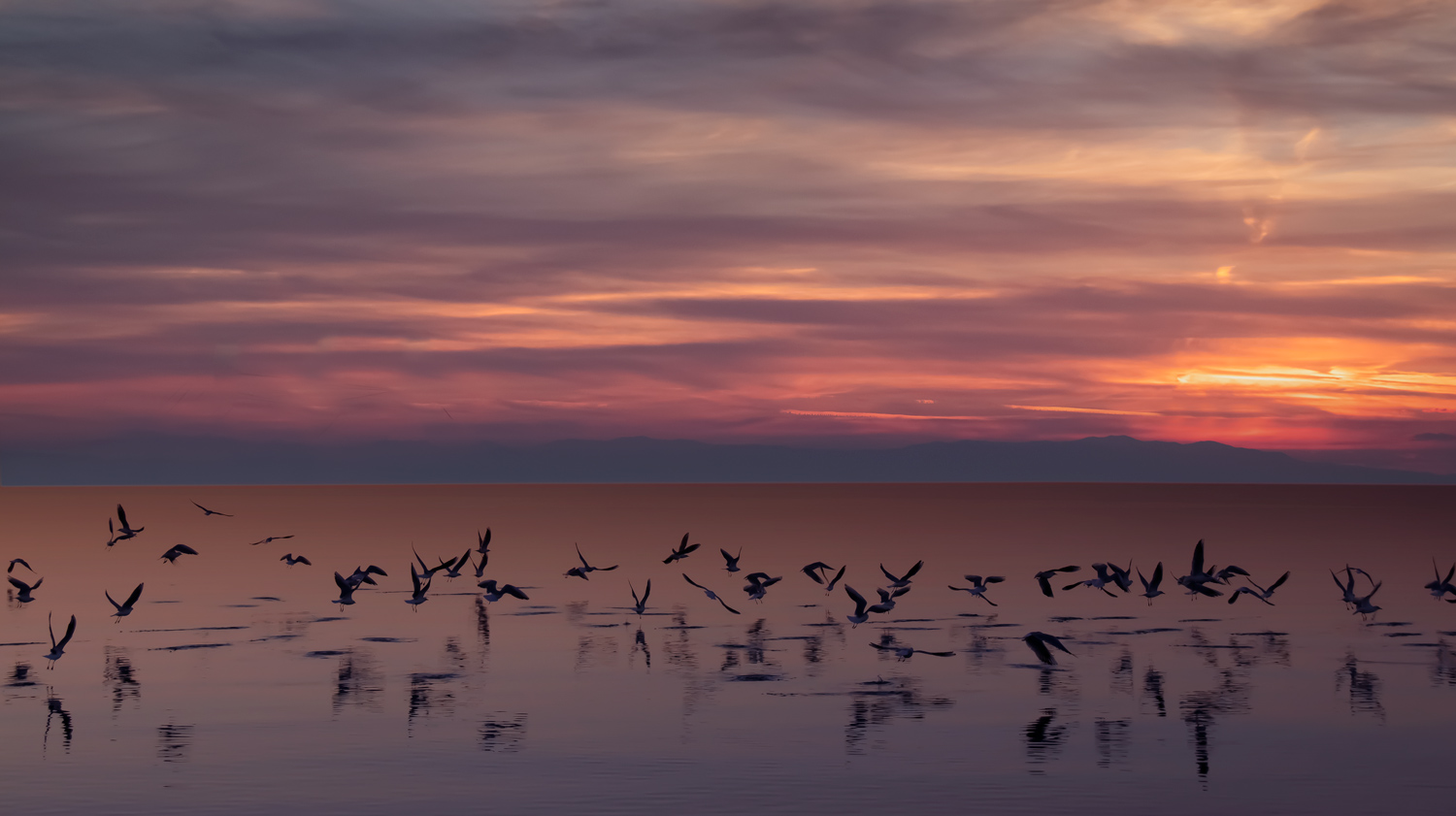 Birds at sunset