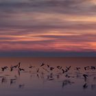 Birds at sunset