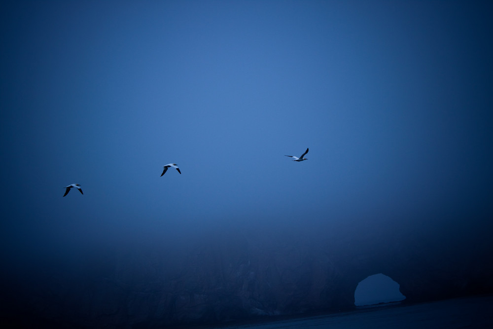 Birds close to the rock