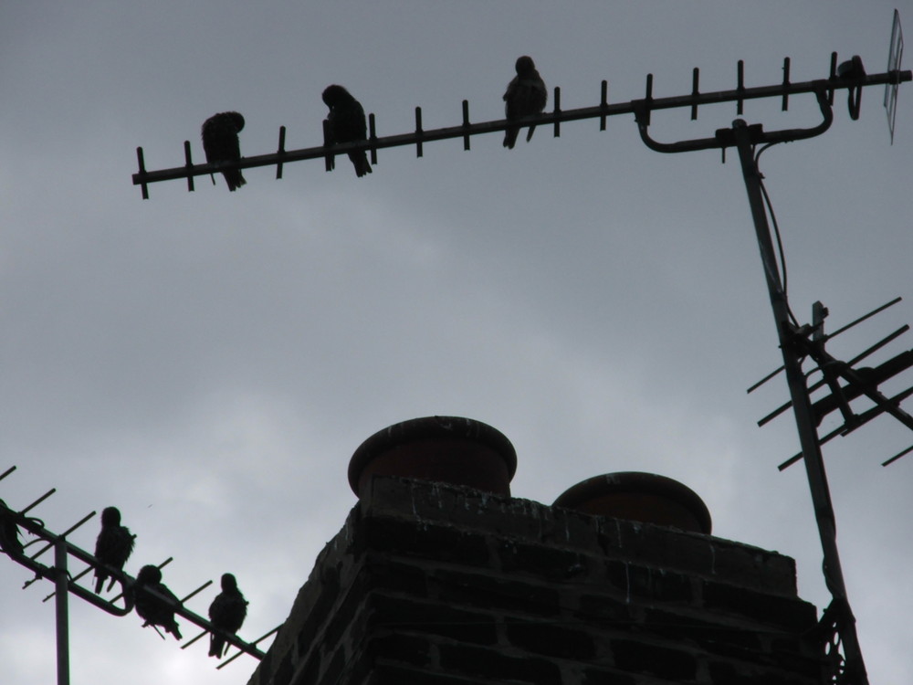 birds