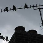 birds