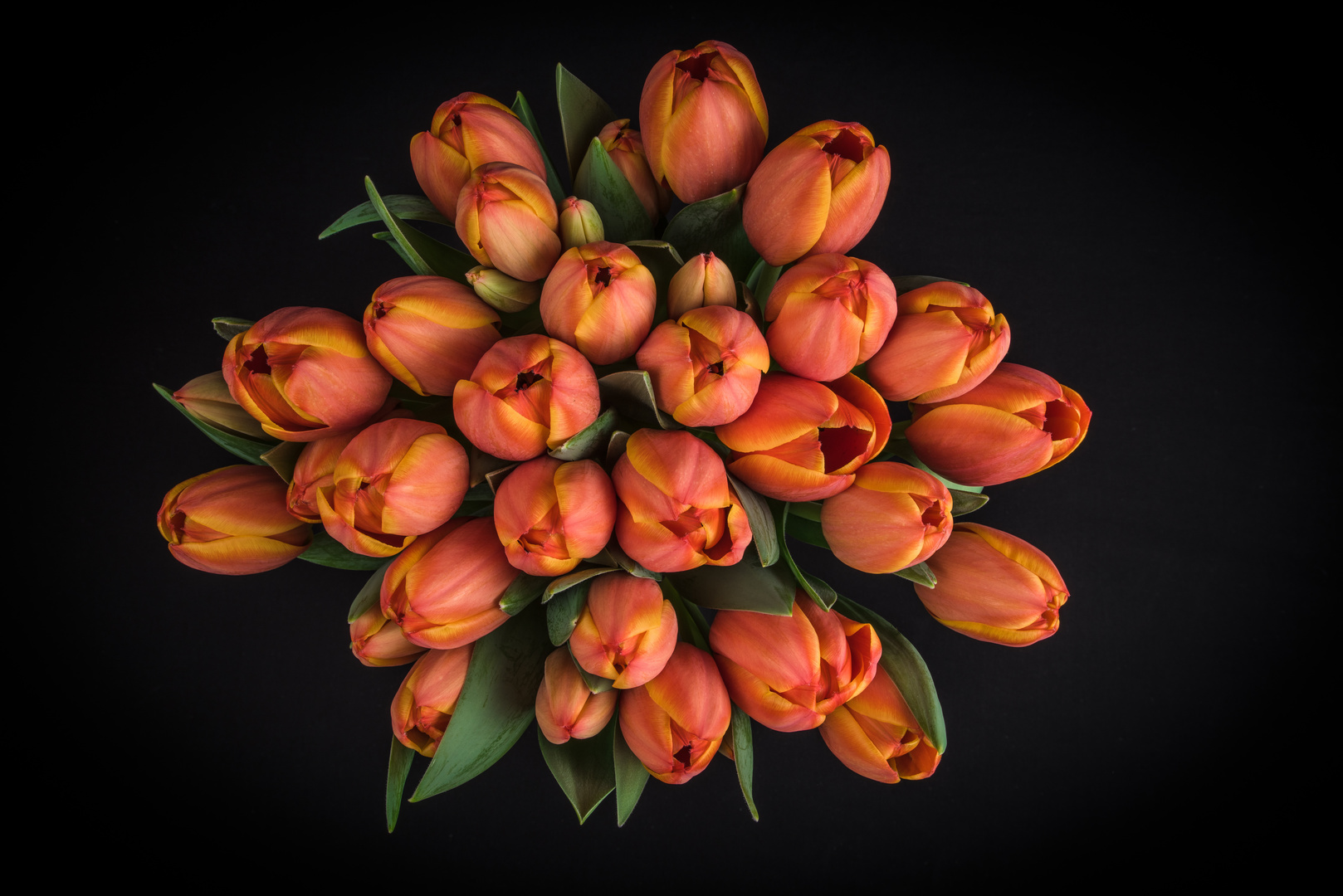 Bird's eye view on tulips