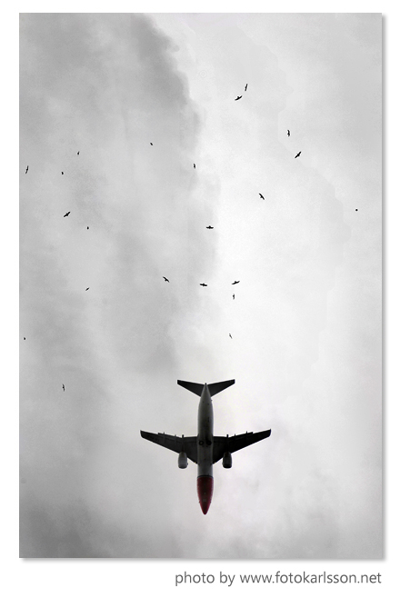 Birds Fly Over The Airplane