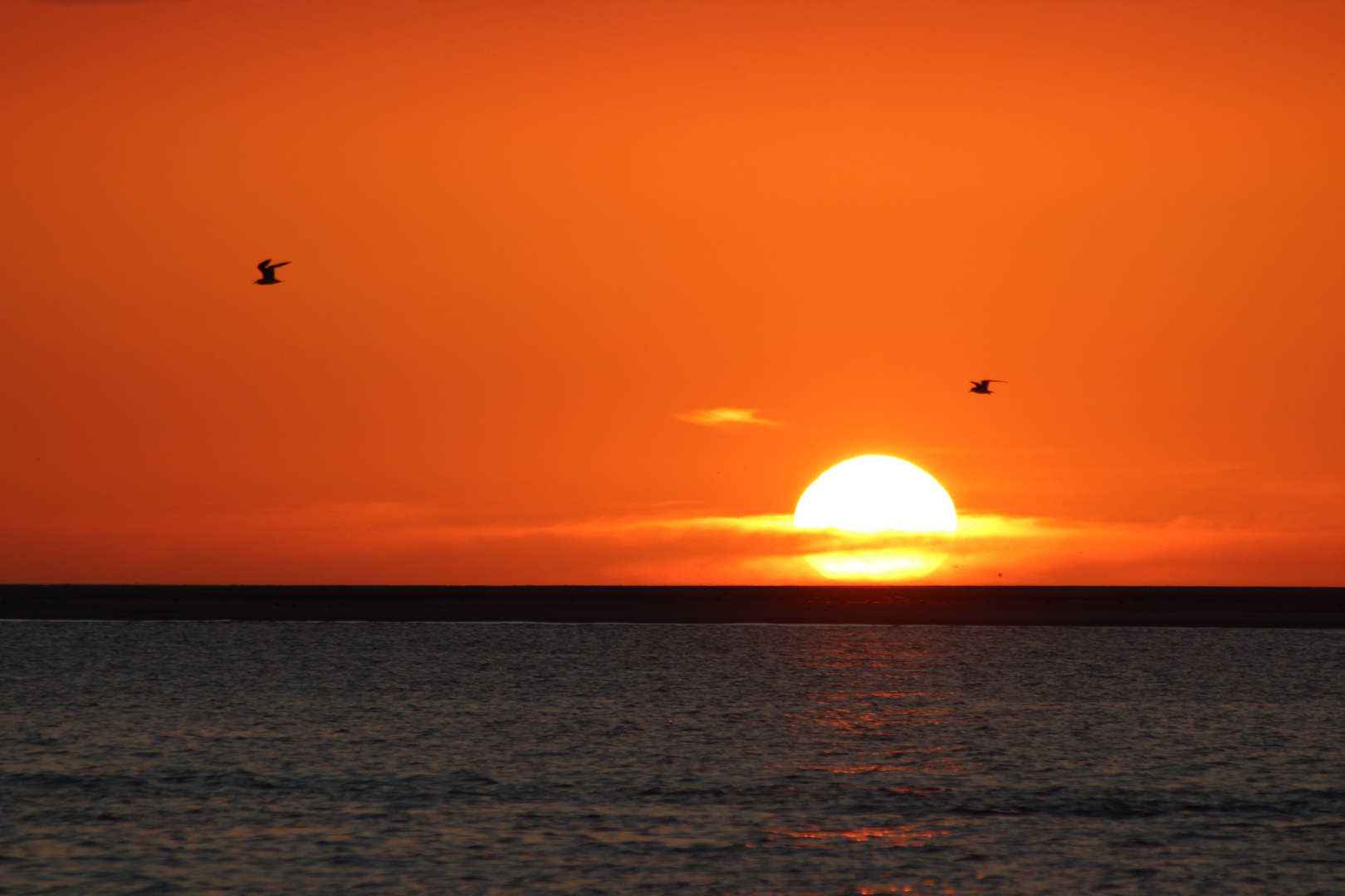 Birds flying in a sunset