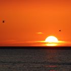 Birds flying in a sunset