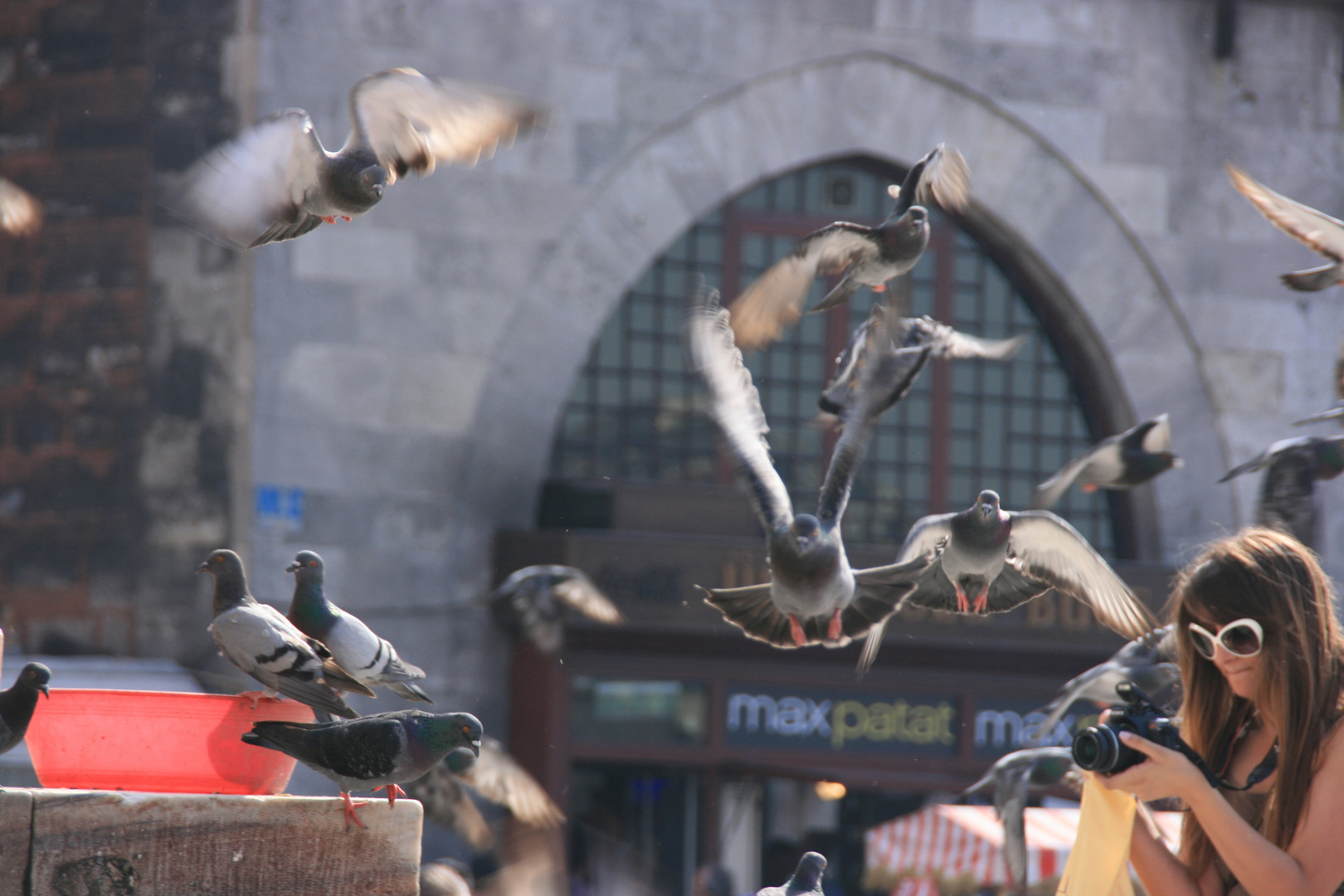 birds flying. Istanbul