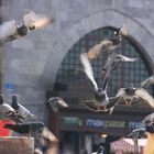 birds flying. Istanbul
