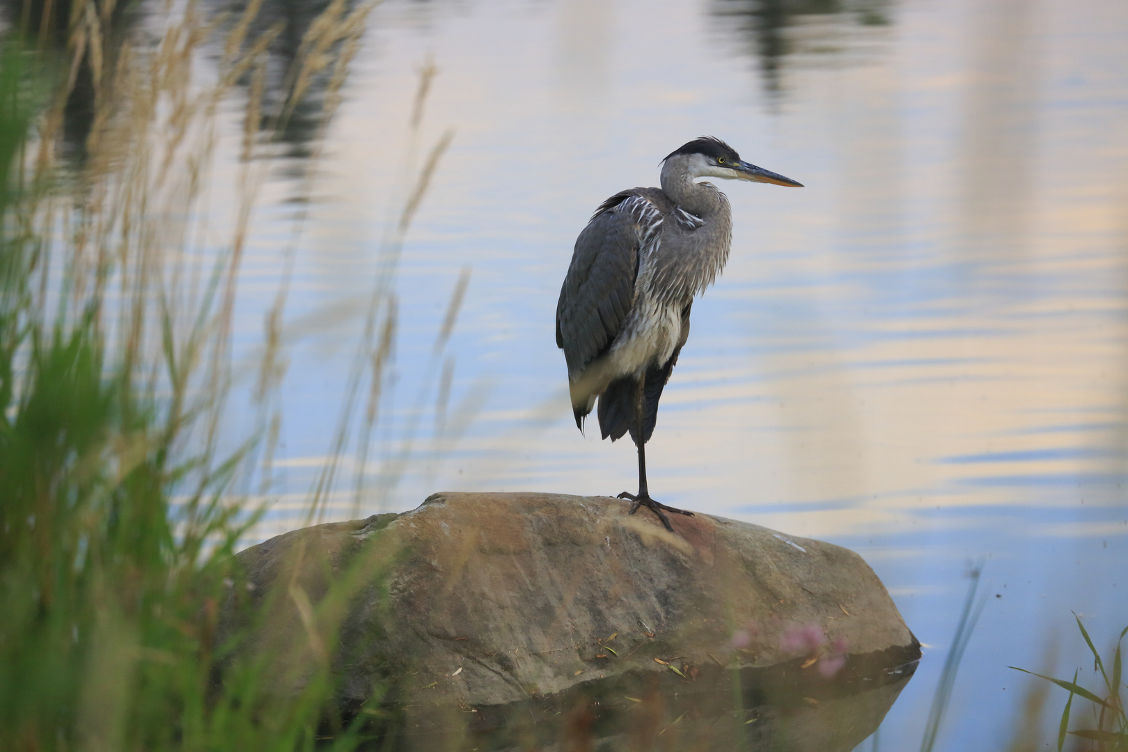 birds heron 2