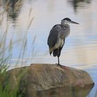 birds heron 2