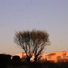 Birds in a daybreak