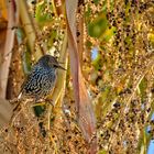 Birds in a palm tree