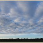 birds in a wintry sky at cheswick