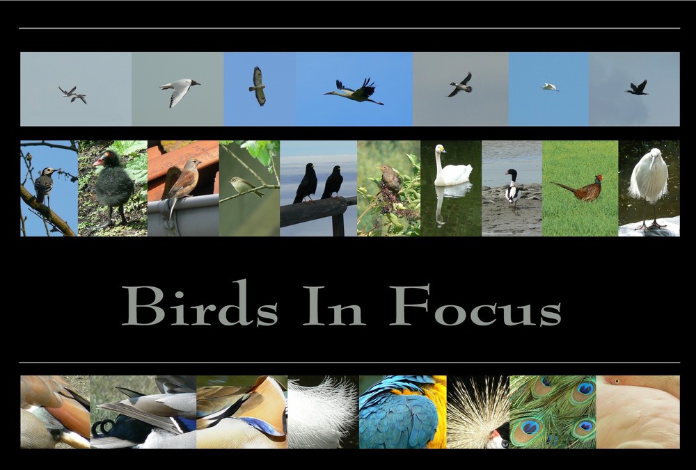Birds In Focus
